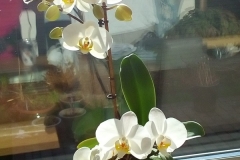 orchids3