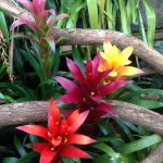 Bromiliad-960-181114