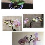 dying_orchids_to_blooms