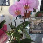 orchids2